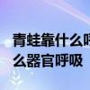 青蛙靠什么呼吸? 青蛙除了用肺呼吸外还靠什么器官呼吸