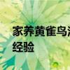 家养黄雀鸟注意什么 黄雀的饲养方法，繁殖经验