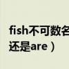 fish不可数名词用is还是are（不可数名词用is还是are）