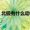 北极有什么动物用英语说（北极有什么动物）