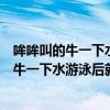 哞哞叫的牛一下水游泳后就不叫了打一四字成语（哞哞叫的牛一下水游泳后就不叫了）