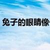 兔子的眼睛像什么填空（兔子的眼睛像什么）