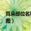 耳朵部位名称图片 外面后面（耳朵部位名称图）