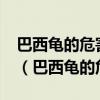 巴西龟的危害有多大?看看养龟人是怎么说的（巴西龟的危害）