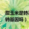 甜玉米是转基因吗 农业部有话说（甜玉米是转基因吗）