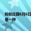 蚂蚁庄园6月6日答案今日：吃花椒时会感觉到“麻” 其实是一种