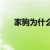 家驹为什么会死一文（家驹怎么死的）