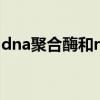 dna聚合酶和rna聚合酶的区别（dna聚合酶）