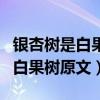 银杏树是白果树吗又名白果树吗（银杏树又叫白果树原文）