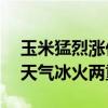 玉米猛烈涨价卷土重来！6月17日报价 南北天气冰火两重天