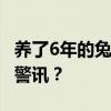 养了6年的兔子给我做了个窝 是惊喜还是健康警讯？