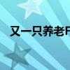 又一只养老FOF基金踩下规模清盘“红线”