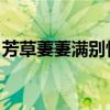 芳草萋萋满别情 晚秋日暮（芳草萋萋满别情）