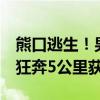 熊口逃生！男子上山采菌被熊咬掉一半鼻子，狂奔5公里获救