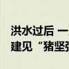 洪水过后 一只猪挂在二楼空调外机上 灾后重建见“猪坚强”