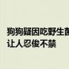 狗狗疑因吃野生菌出现迷惑行为：不时对着空气咬“骨头” 让人忍俊不禁