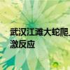 武汉江滩大蛇爬上监控杆 专家：蛇爬到高处避险 是正常应激反应