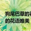 狗尾巴草的花语是什么你知道吗?（狗尾巴草的花语唯美）