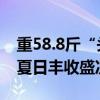 重58.8斤“头鱼”被拍出超39.8万元 万绿湖夏日丰收盛况