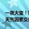 一夜大变！猪价下跌“踩刹车” 市场情绪与天气因素交织