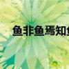 鱼非鱼焉知鱼之乐 是什么意思（鱼非鱼）