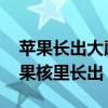 苹果长出大蘑菇 中科院专家千里求购：从苹果核里长出