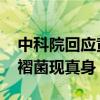 中科院回应黄梅天苹果长出蘑菇 珍稀菌种裂褶菌现真身