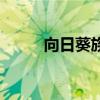 向日葵族是什么意思（向日葵族）