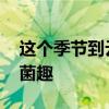 这个季节到云南昌宁开启拾菌之旅 探秘山林菌趣