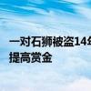 一对石狮被盗14年 陕西礼泉县发布百万悬赏 曾先后至少4次提高赏金