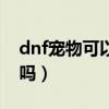 dnf宠物可以交易吗现在（dnf宠物可以交易吗）