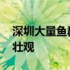 深圳大量鱼群飞出水面 居民齐“接鱼”场面壮观