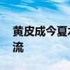 黄皮成今夏水果新宠 酸甜饮品引爆茶饮界潮流