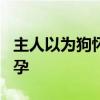 主人以为狗怀孕了照顾2个月胖10斤发现是假孕