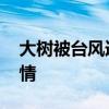 大树被台风连根拔起砸倒货车 灾后重建显温情