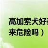 高加索犬好养吗 初养者必看（高加索犬养起来危险吗）