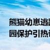 熊猫幼崽逃跑被妈妈一路拖回家 母爱与动物园保护引热议