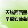 天热西西里岛农牧业损失或超212亿 高温干旱重创葡萄园