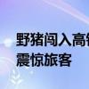 野猪闯入高铁站一头撞碎钢化玻璃 惊险瞬间震惊旅客