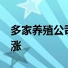 多家养殖公司8月销售回暖，生猪均价同比上涨