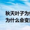 秋天叶子为什么会变黄 百度百科（秋天叶子为什么会变黄）