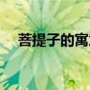 菩提子的寓意以及作用（菩提子的寓意）