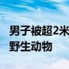 男子被超2米长蟒蛇缠住 警方：酒后不宜招惹野生动物