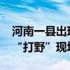 河南一县出现近2000头野猪，直击猎犬上山“打野”现场